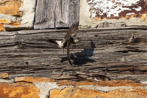 House martins fly lively in front of old house facade