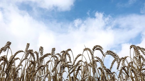 Wheat with ripe ears, Naumburg, 26.07.2025