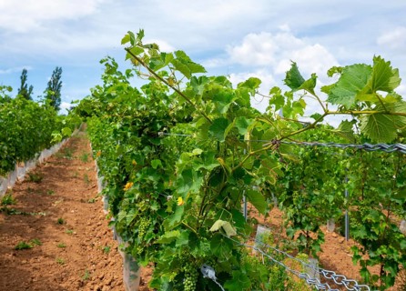 Wickerer vineyards at the Flörsheimer Warte, Hesse, Germany