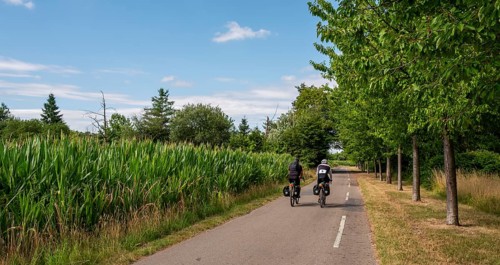 Cyclist on a cycle path between corn fields and trees along the route between Frankfurt am Main and