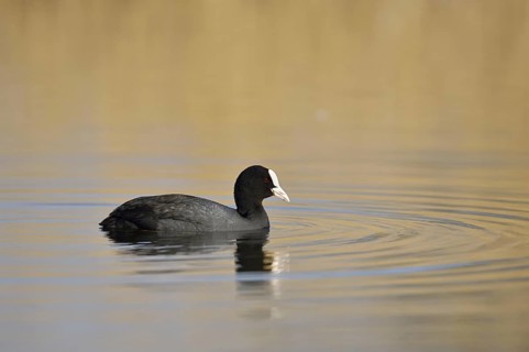 Eurasian Coot (Fulica atra) swimming, North Rhine-Westphalia, Germany