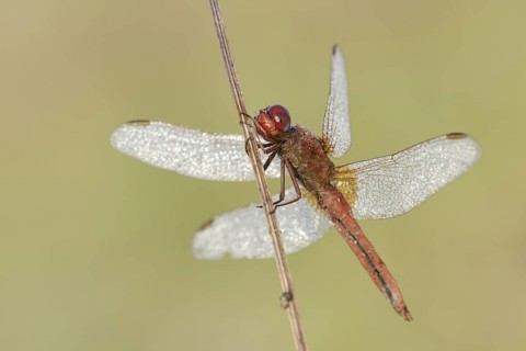 Scarlet Dragonfly (Crocothemis erythraea), male with dewdrops, North Rhine-Westphalia, Germany