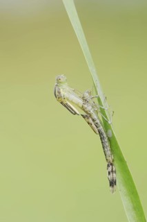 Willow Emerald Damselfly (Chalcolestes viridis) hatching, hatching, larva, dragonfly larva, North