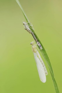 Willow Emerald Damselfly (Chalcolestes viridis) freshly hatched dragonfly and exuvia, North