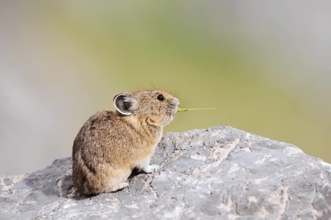 American pika (Ochotona princeps) sitting on a rock and eating blades of grass, Jasper National