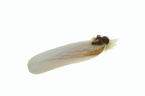Corn (Zea mays), corn cobs against a white background