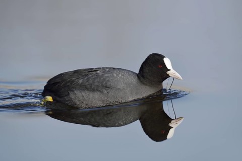 Eurasian Coot (Fulica atra) swimming, North Rhine-Westphalia, Germany