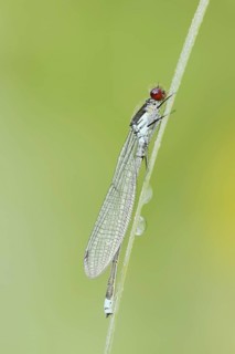 Red-eyed Damselfly (Erythromma najas), male, North Rhine-Westphalia, Germany