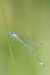 Horseshoe Damselfly (Coenagrion puella), male, North Rhine-Westphalia, Germany