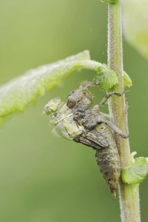 Black-tailed Skimmer (Orthetrum cancellatum), hatch, larva, dragonfly larva, North