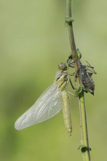 Black-tailed Skimmer (Orthetrum cancellatum), freshly hatched with exuvia, North Rhine-Westphalia,