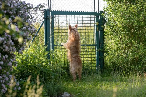 Small dog, Podengo Português, rough coat, standing at garden gate, Liederbach, Dillendorf,