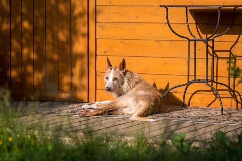Podengo Português, rough coat, lying on wooden terrace in the sun, Liederbach, Dillendorf,