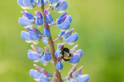 Ground bumblebee (Bombus spec.) on Large-leaved lupin (Lupinus polyphyllus), an invasive neophyte,