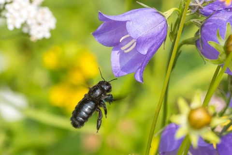 Blue-black wood bee (Xylocopa violacea) flies to Peach-leaved bellflower (Campanula persicifolia),
