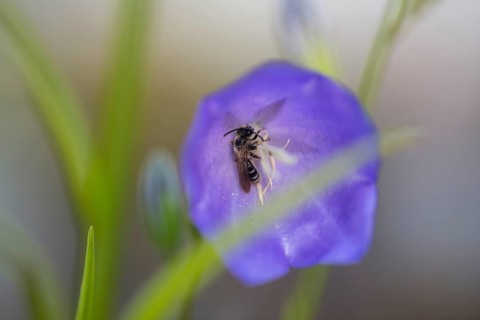 Toothed shining bee (Dufourea dentiventris), small wild bee sleeping in Peach-leaved bellflower