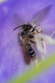 Toothed shining bee (Dufourea dentiventris), small wild bee sleeping in Peach-leaved bellflower
