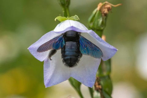 Blue-black wood bee (Xylocopa violacea) upside down in Peach-leaved bellflower (Campanula