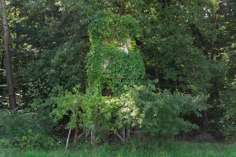 Wild Vine (Parthenocissus quinquefolia), also known as Virginia creeper, overgrows a raised hide at