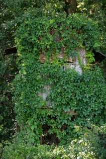 Wild Vine (Parthenocissus quinquefolia), also known as Virginia creeper, overgrows a raised hide at