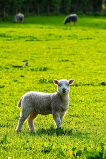 Sheep and farm in Lake District National Park, Coniston Water, Cumbria, England, United Kingdom