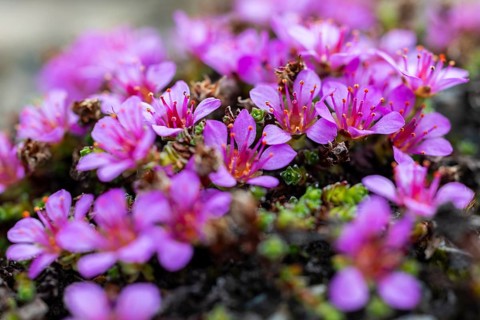 Red saxifrage (Saxifraga oppositifolia), saxifrage family (Saxifragaceae), Jotunkjeldene,