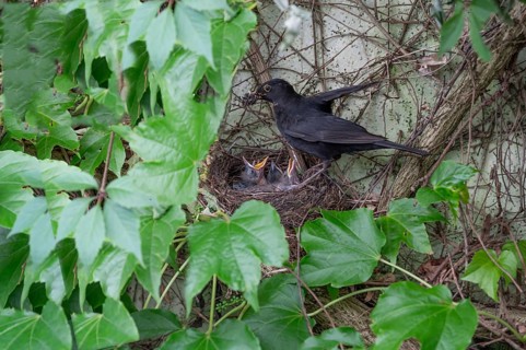 Male blackbird (Turdus merula) feeding his five young, Bavaria, Germany