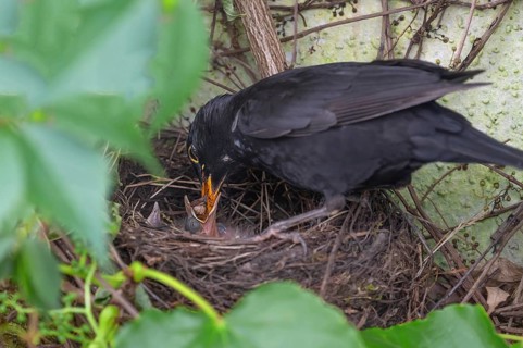 Male blackbird (Turdus merula) feeding its young, Bavaria, Germany