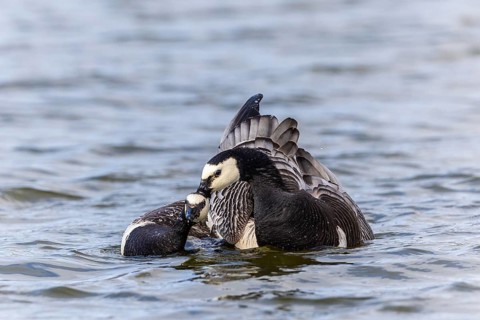 White-fronted Goose (Branta leucopsis), Geese (Anseriformes), Mating in the water, Aventdalen,