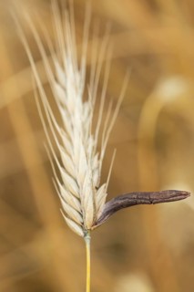 Ergot mushroom Claviceps purpurea on a ripe ear of grain