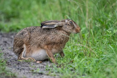 European hare (Lepus europaeus), Emsland, Lower Saxony, Germany