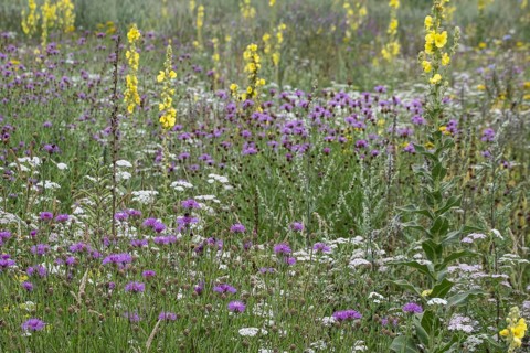 Flower meadow with large-flowered mullein (Verbascum densiflorum), Lower Saxony, Germany