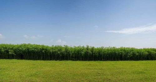 A peaceful landscape with grassy fields lined with dense jute trees under the open sky