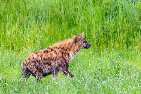 An adult female spotted hyena (Crocuta crocuta) stands in a green meadow. Southern part of Africa