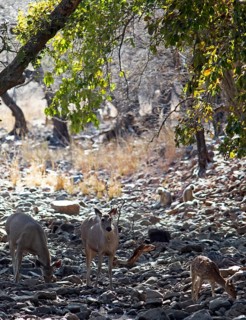 Axis deer or chitals (Axis axis) in the dry forest, Ranthambore National Park, Rajasthan, India