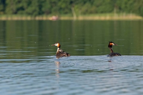 Great Crested Grebe (Podiceps ribbonfish) with juvenile, Leppinsee, Rechlin, Mecklenburg Lake