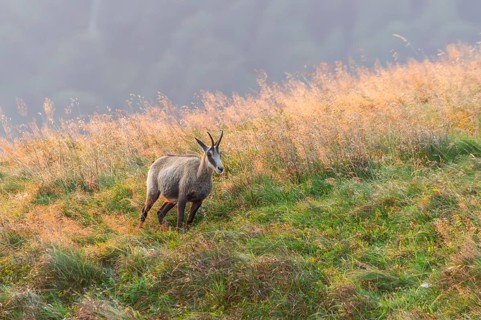 Chamois (Rupicapra rupicapra) on a meadow in the Vosges Mountains, wildlife, France