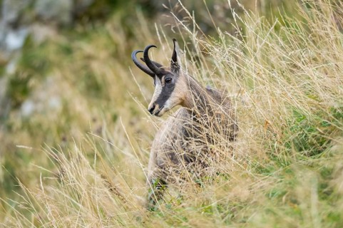 Chamois (Rupicapra rupicapra) on a meadow in the Vosges Mountains, wildlife, France
