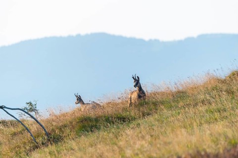 Chamois (Rupicapra rupicapra) on a meadow in the Vosges Mountains, wildlife, France