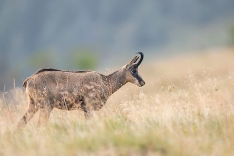 Chamois (Rupicapra rupicapra) on a meadow in the Vosges Mountains, wildlife, France