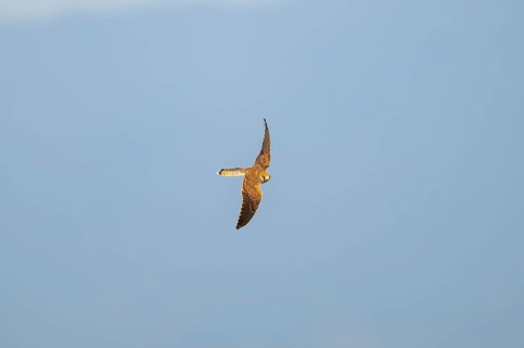 Common kestrel (Falco tinnunculus) flying in the Vosges Mountains, wildlife, France
