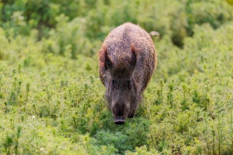 A wild boar (Sus scrofa) runs across a field of wild chamomile (Matricaria chamomilla). Bavaria,