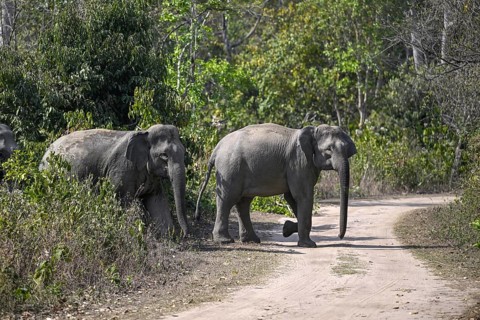 Indian elephants (Elephas maximus indicus), Corbett National Park, near Ramnagar, Uttarakhand