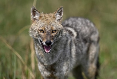 Indian jackal (Canis aureus indicus), Corbett National Park, near Ramnagar, Uttarakhand State,