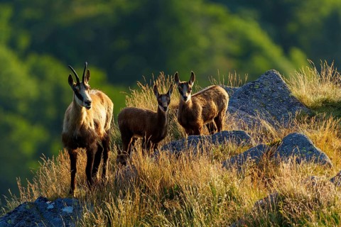 Three chamois standing on a sunny meadow with rocks in the background, chamois, chamois, (Rupicapra