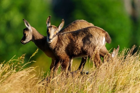 Two young chamois standing on a sunny meadow in front of a green background, chamois, chamois,