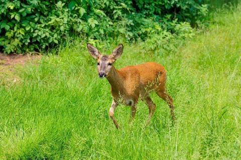 A female roe deer (Capreolus capreolus) crosses a green meadow. Bavaria, Germany