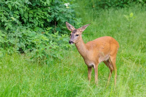 A female roe deer (Capreolus capreolus) stands in a green meadow. Bavaria, Germany