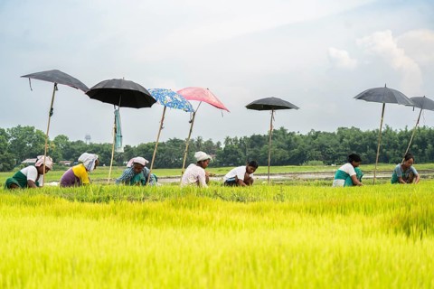 BAKSA, INDIA- JULY 12: Tribal women prepare rice saplings under temporary umbrellas on a hot summer