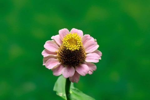 Zinnia (Zinnia elegans), flower, flowering, Germany